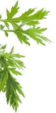 野草