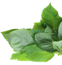 野菜