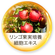リンゴ果実培養細胞エキス