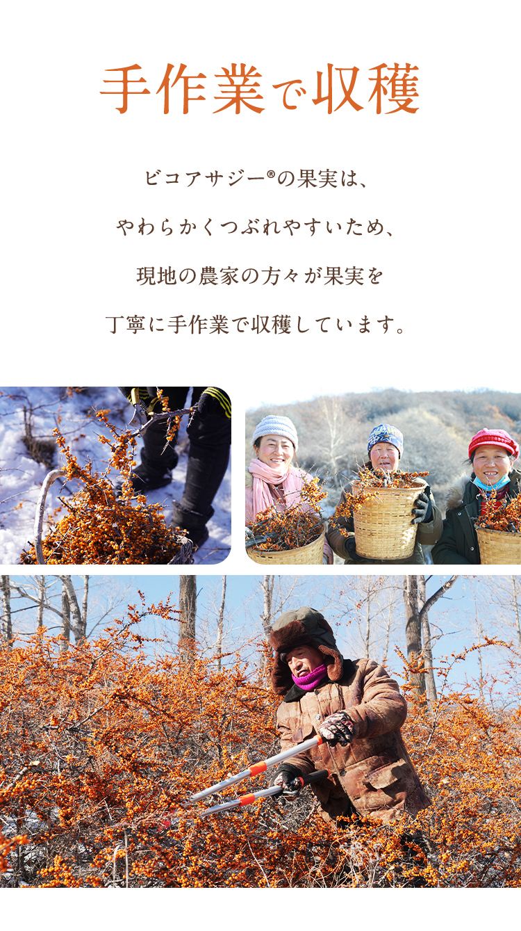 手作業で収穫