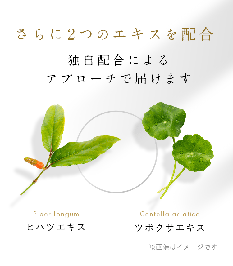 さらに2つのエキスを配合 独自配合によるアプローチで届けます Piper longum ヒハツエキス  Centella asiatica ツボクサエキス ※画像はイメージです