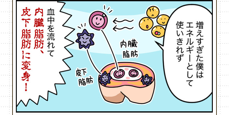 中性脂肪が溜まるしくみ