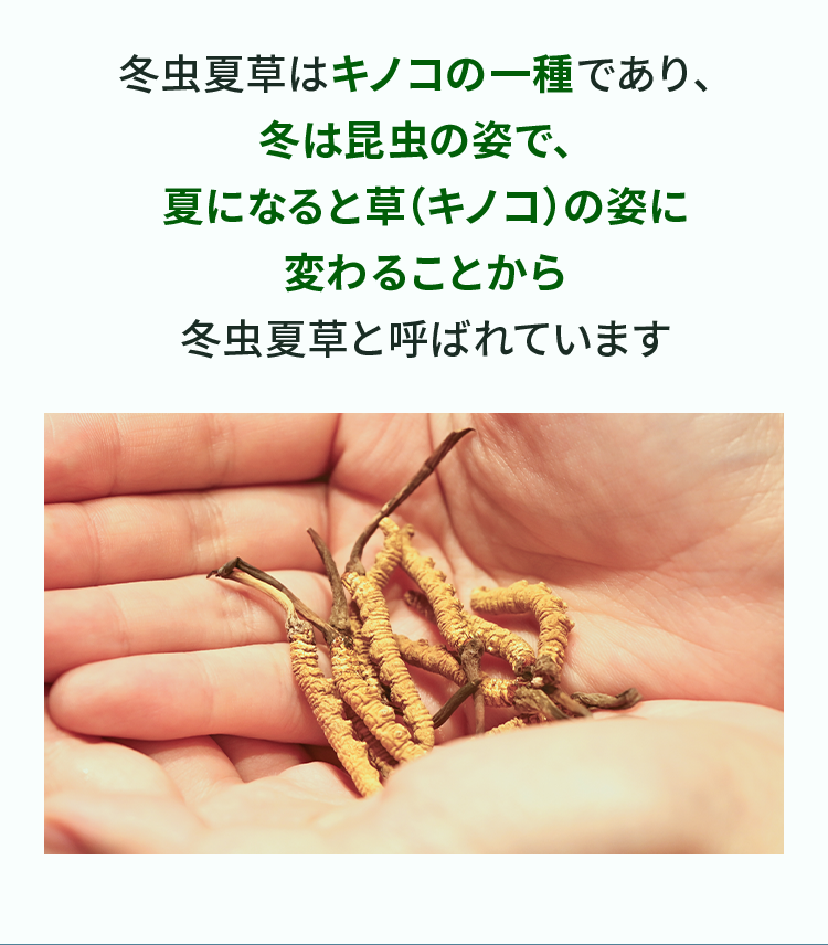冬虫夏草はキノコの一種であり、冬は昆虫の姿で、夏になると草（キノコ）の姿に変わることから冬虫夏草と呼ばれています
