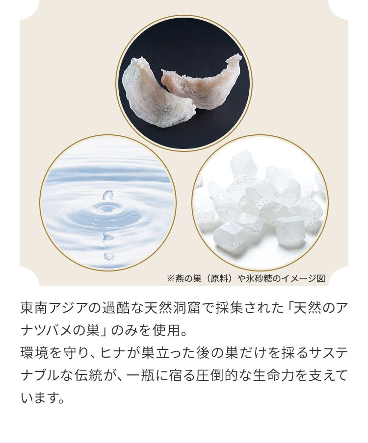 ※燕の巣（原料）や氷砂糖のイメージ図 東南アジアの過酷な天然洞窟で採集された「天然のアナツバメの巣」のみを使用。環境を守り、ヒナが巣立った後の巣だけを採るサステナブルな伝統が、一瓶に宿る圧倒的な生命力を支えています。