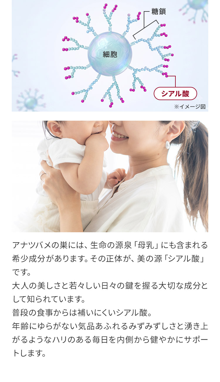 ※イメージ図 アナツバメの巣には、生命の源泉「母乳」にも含まれる希少成分があります。その正体が、美の源「シアル酸」です。大人の美しさと若々しい日々の鍵を握る大切な成分として知られています。普段の食事からは補いにくいシアル酸。年齢にゆらがない気品あふれるみずみずしさと湧き上がるようなハリのある毎日を内側から健やかにサポートします。
